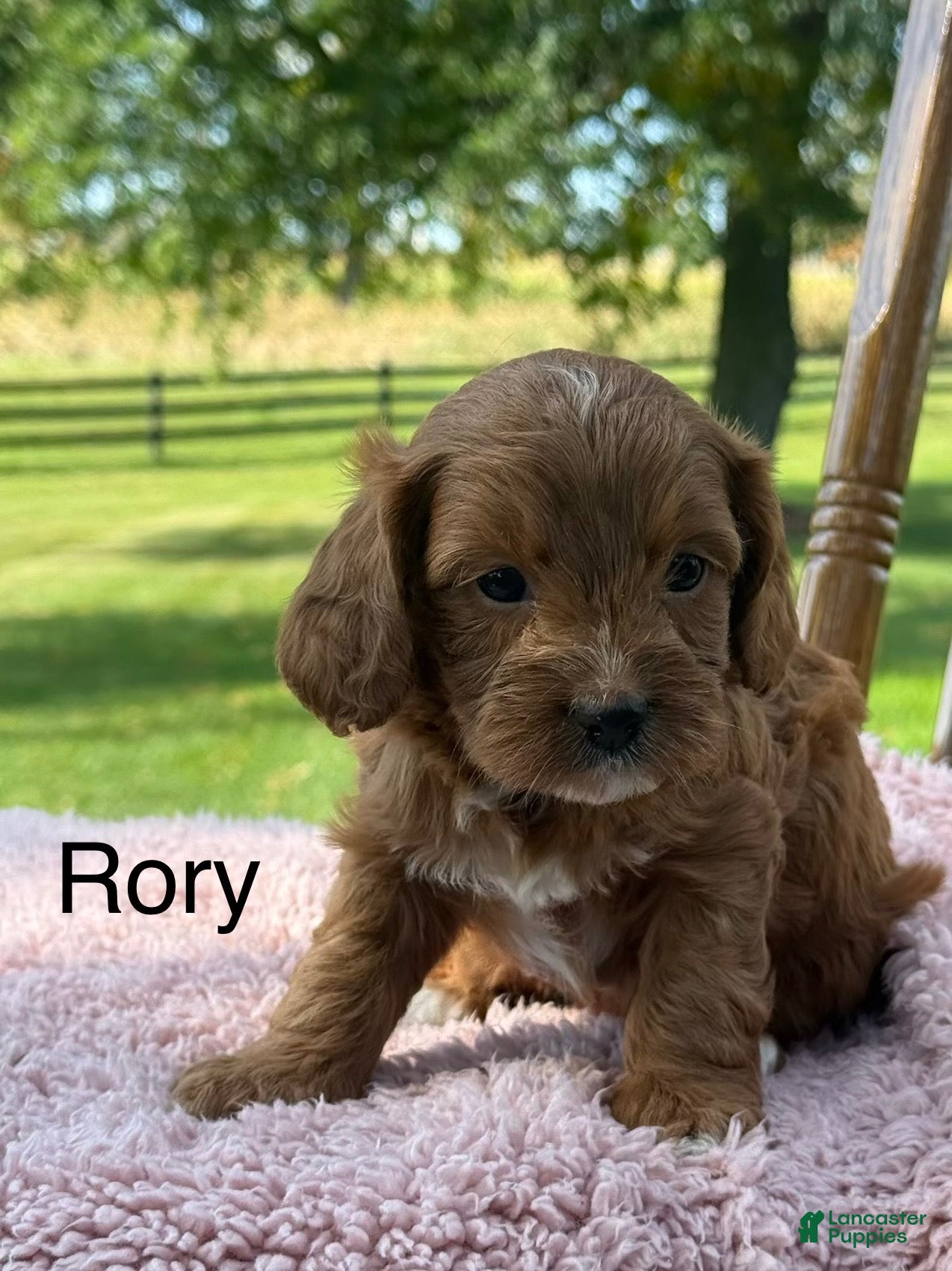 Cavapoo dogs Rory - Ad 1
