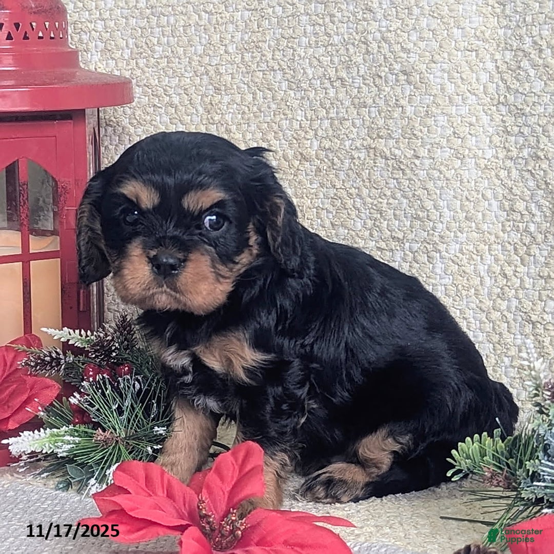 Cavalier King Charles Spaniel dogs for sale: Bell  - Ad 6