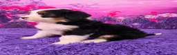 Mini Bernedoodle dogs for sale: Crema - Ad 3