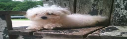Maltese dogs for sale: Amelia - Ad 5