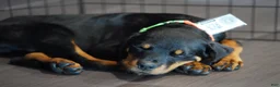 Rottweiler dogs for sale: Vermithor - Ad 4
