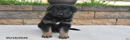German Shepherd dogs for sale: Harley - Ad 2