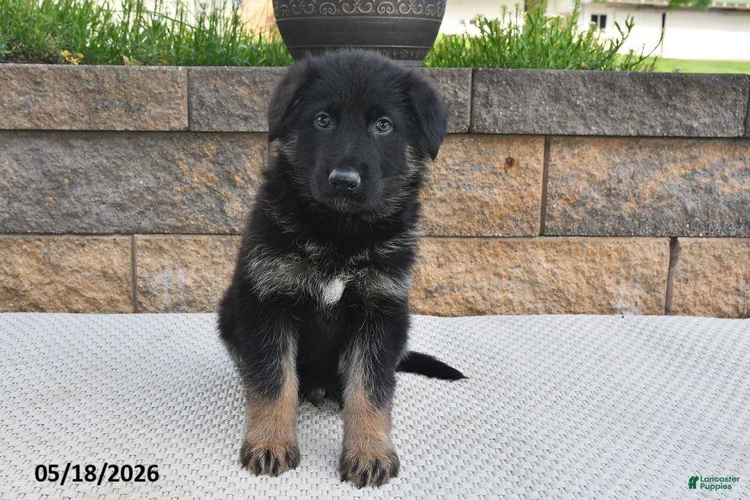 German Shepherd dogs for sale: Harley - Ad 2
