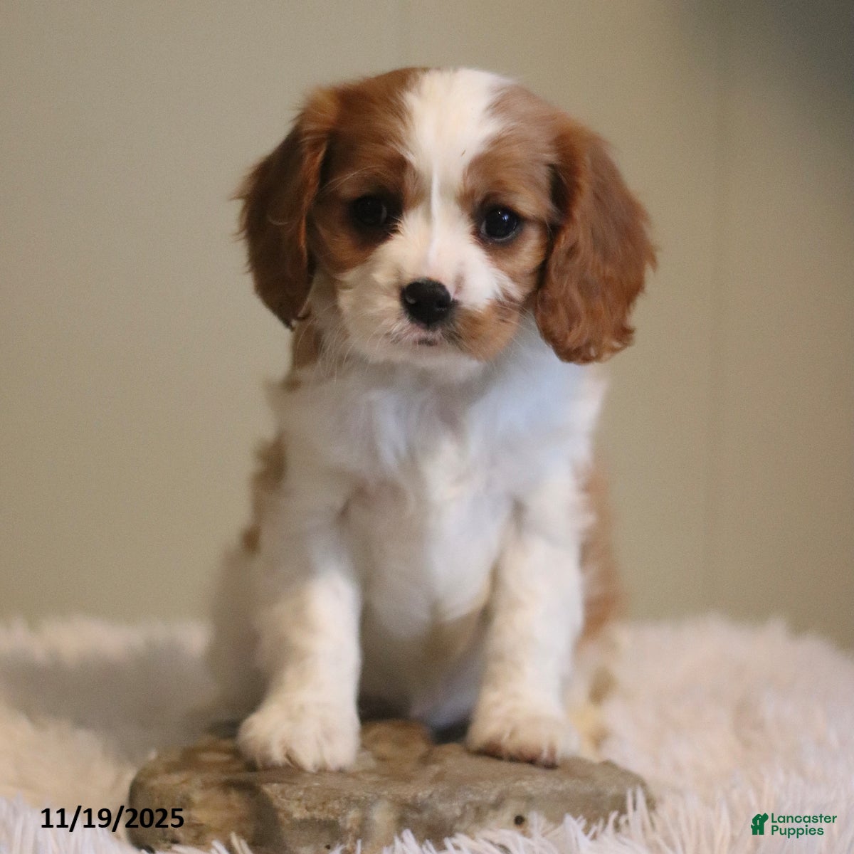 Cavalier King Charles Spaniel dogs Lucky - Ad 18