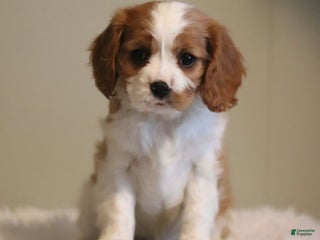 Cavalier King Charles Spaniel dogs Lucky - Ad 37
