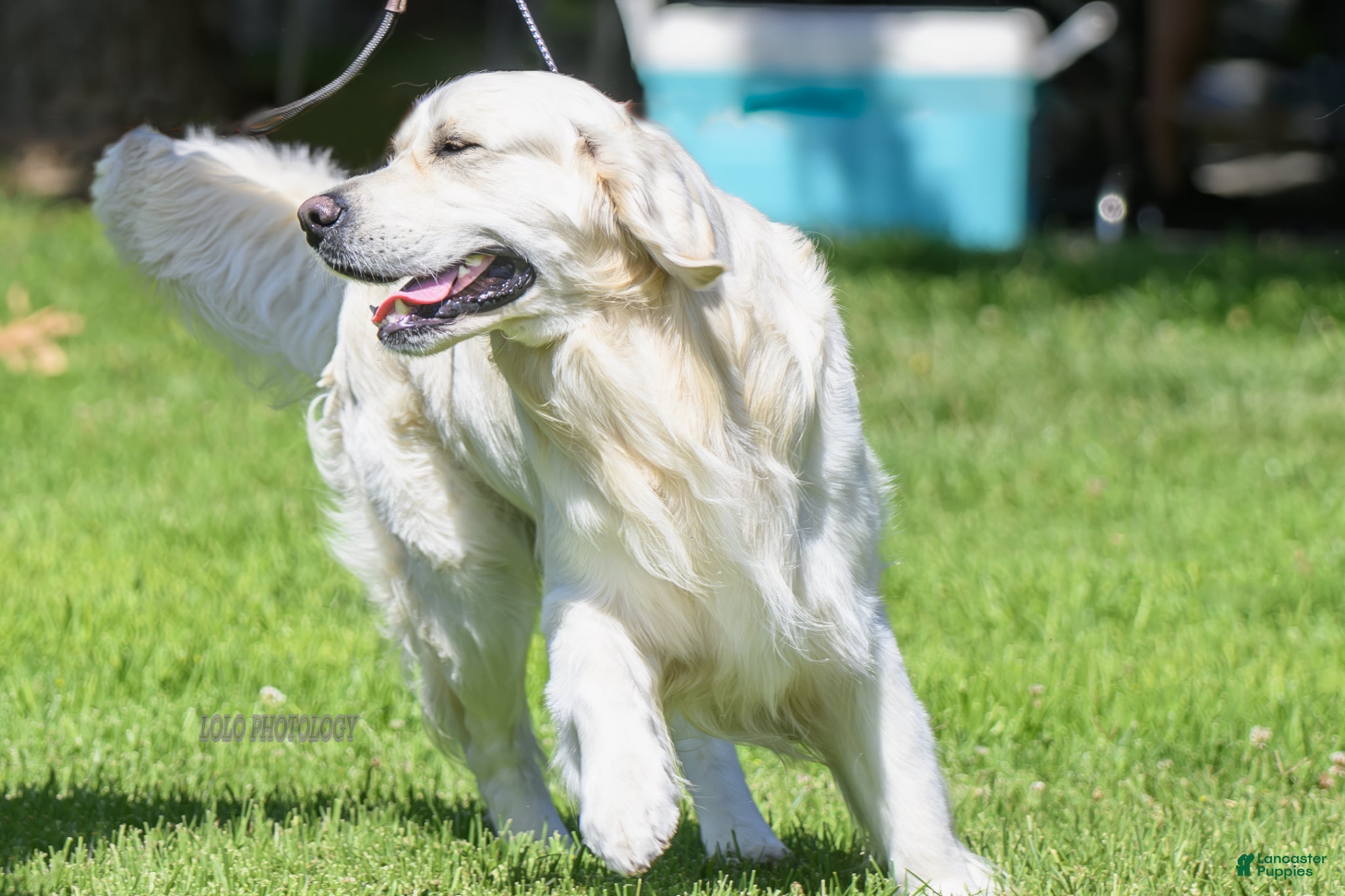 Golden Retriever dogs Golden retriever stud - Ad 3