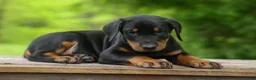 Doberman Pinscher dogs for sale:  Diesel (Black Rust)🐶🤎✨ - Ad 18