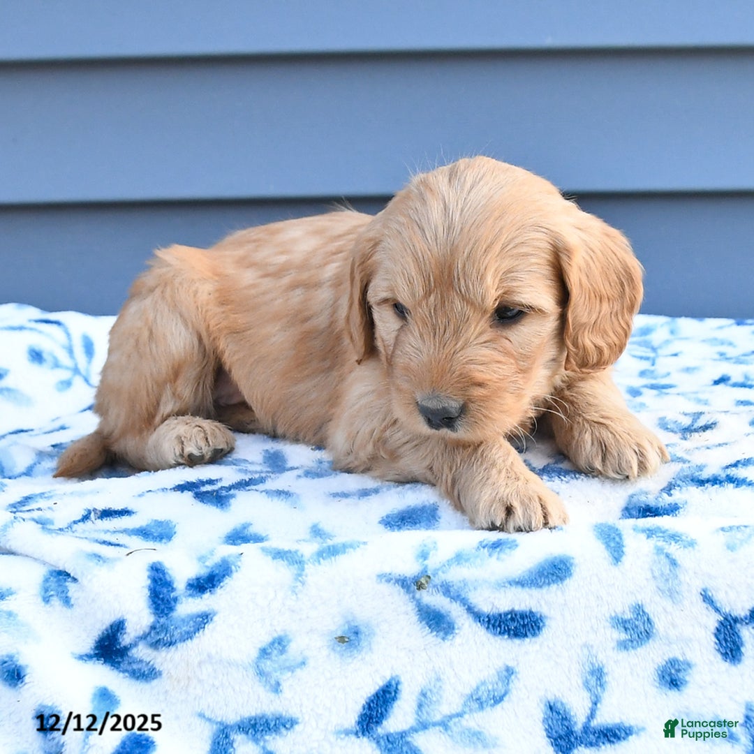 Goldendoodle dogs for sale: Bear - Ad 3