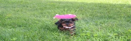 Yorkiepoo dogs for sale: Emmy  - Ad 3