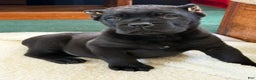 Cane Corso dogs for sale: Axle - Ad 1