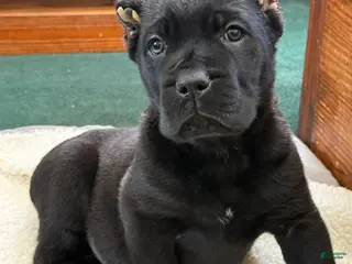 Cane Corso dogs Axle - Ad 22