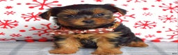 Yorkshire Terrier dogs for sale: Gabe - Ad 1