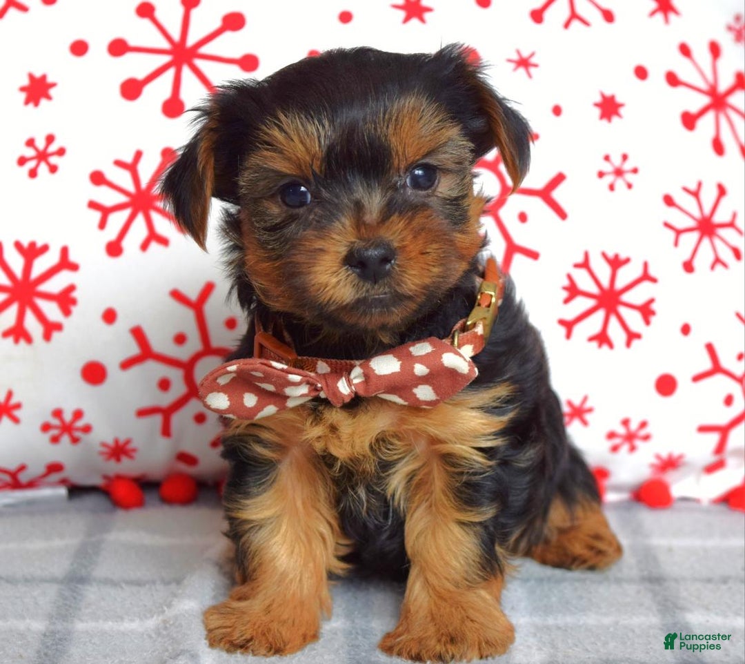 Yorkshire Terrier dogs for sale: Gabe - Ad 1