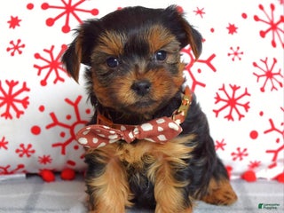Yorkshire Terrier dogs Gabe - Ad 33