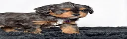 Cavapoo dogs for sale: Mr. Dasher - Ad 6