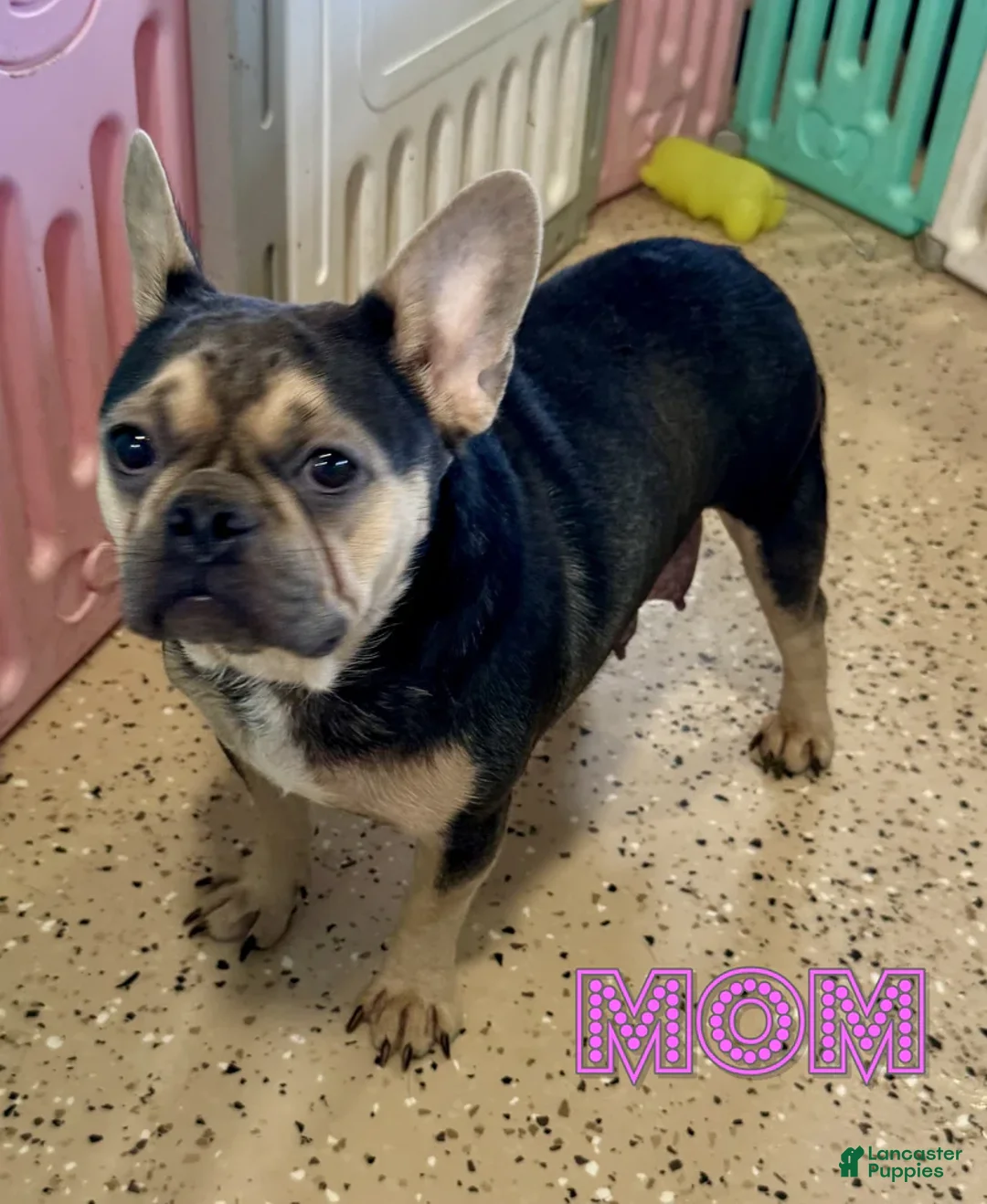 French Bulldog dogs for sale: Roxanne - Ad 9