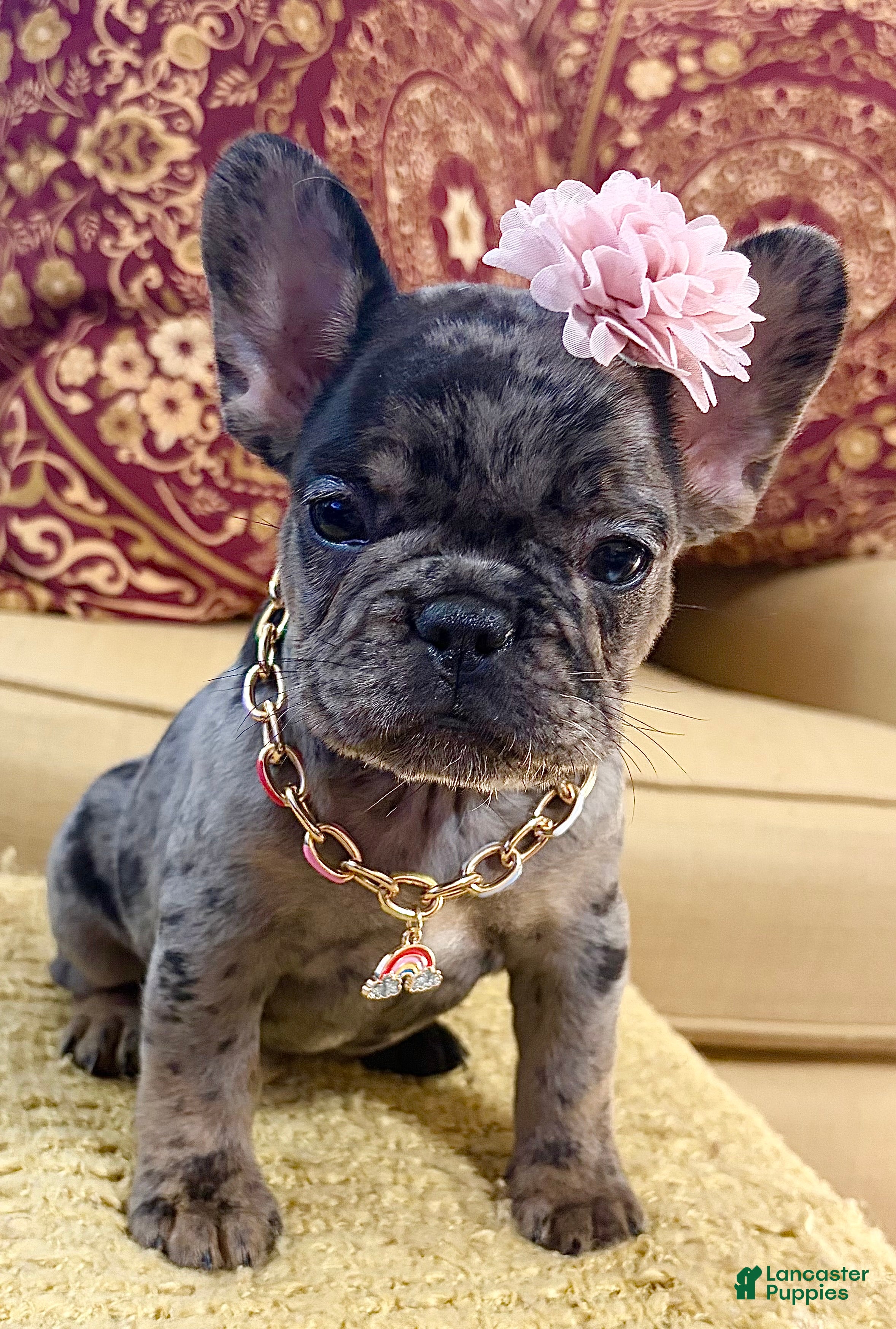 French Bulldog dogs Tilly Milly - Ad 2