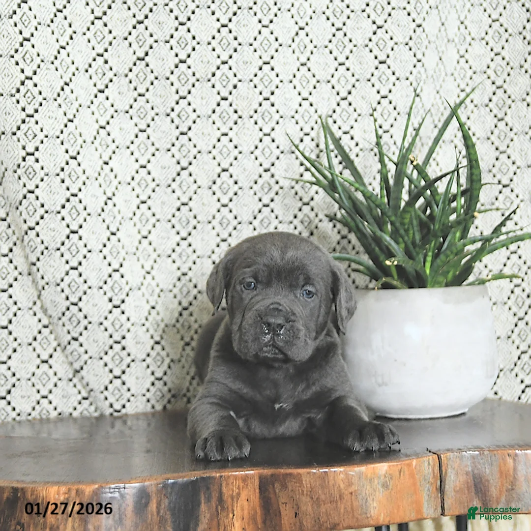 Cane Corso dogs for sale: Thor - Ad 3
