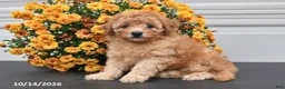 Bichpoo dogs for sale: Theo - Ad 1