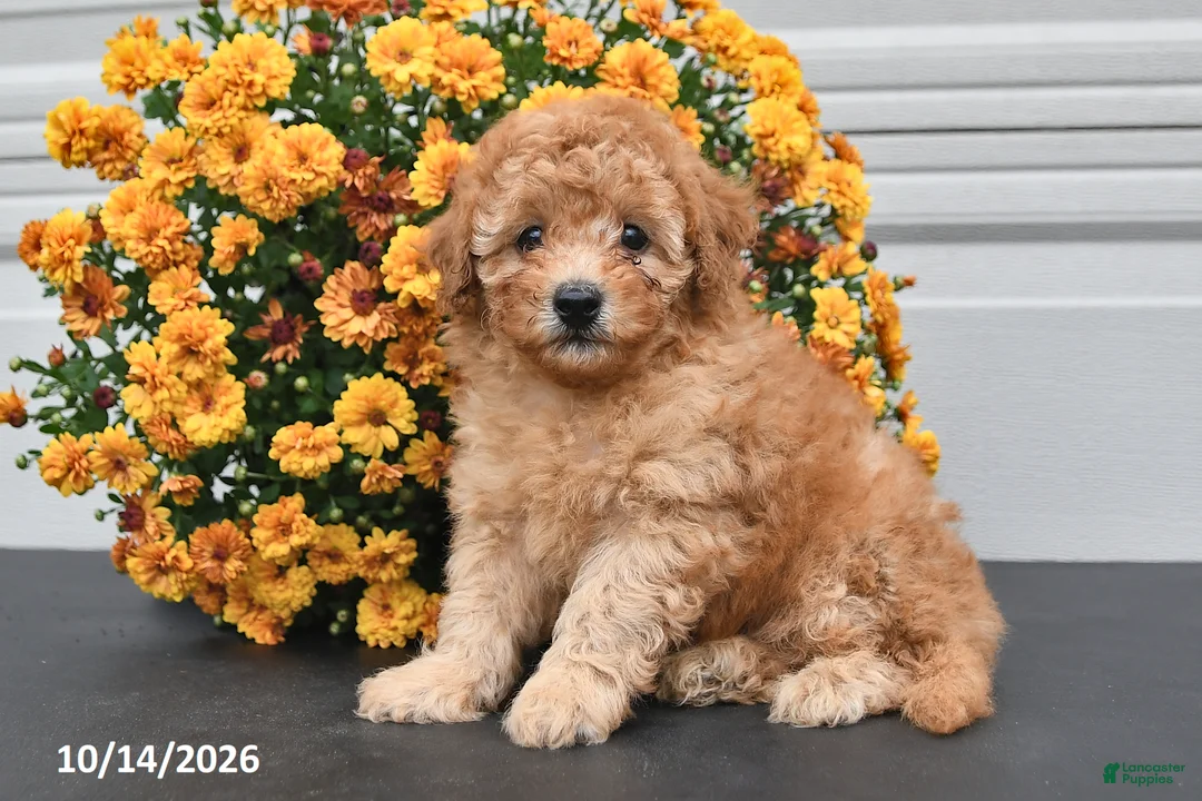Bichpoo dogs for sale: Theo - Ad 1