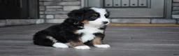 Mini Bernedoodle dogs for sale: Chip - Ad 4