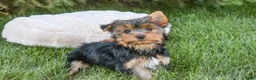 Yorkshire Terrier dogs for sale: Tahoe - Ad 10