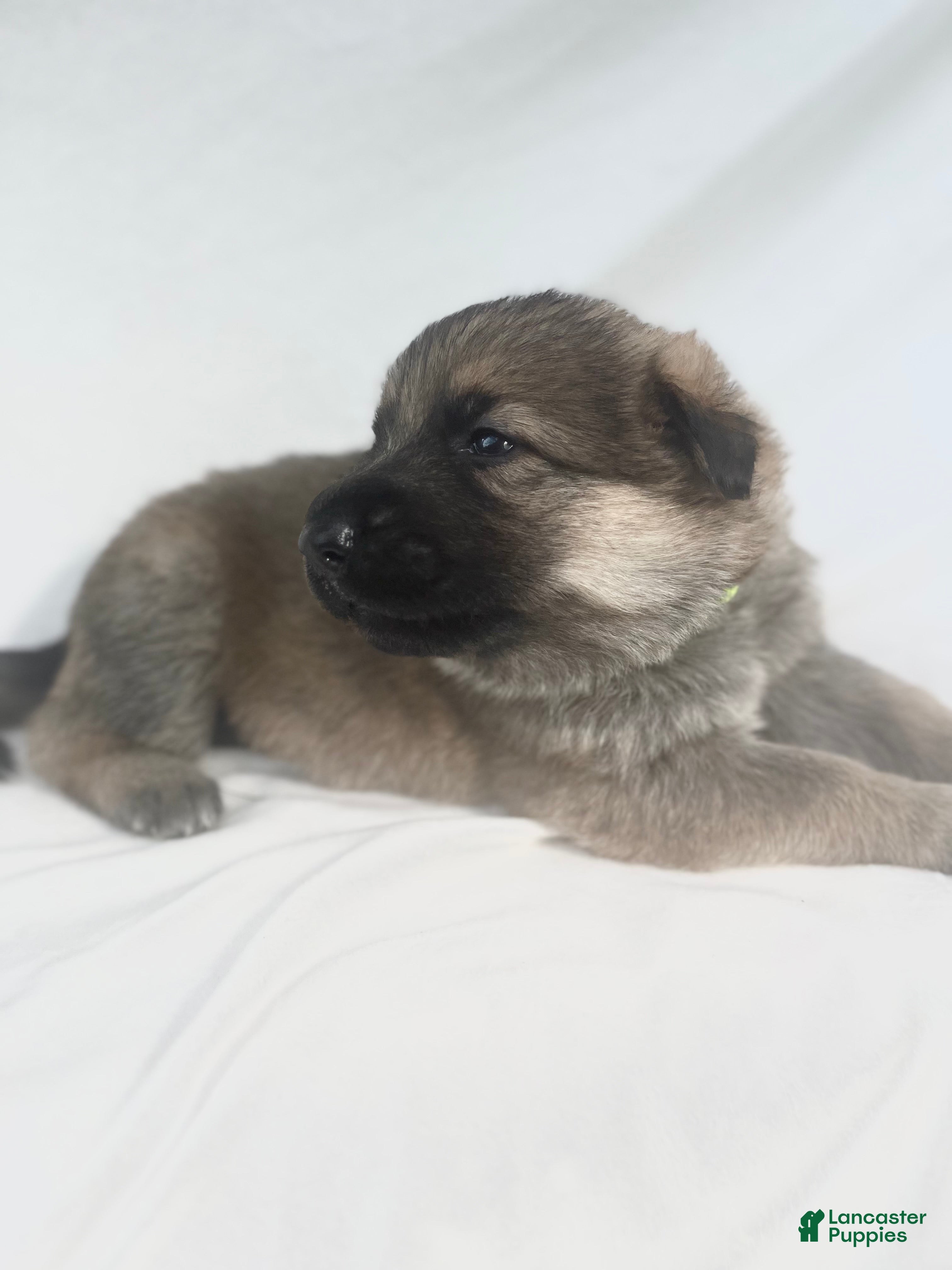 German Shepherd dogs Daisy - Ad 1