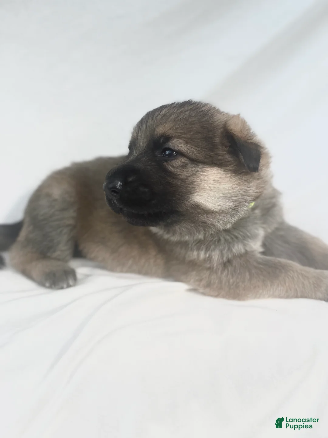 German Shepherd dogs for sale: Daisy - Ad 1