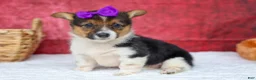 Welsh Corgi Pembroke dogs for sale: Abby🩷  - Ad 8