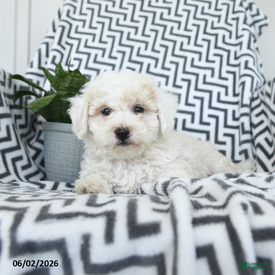 Bichpoo dogs for sale: Popcorn - Ad 2