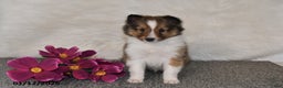 Shetland Sheepdog dogs for sale: Miles - Ad 3