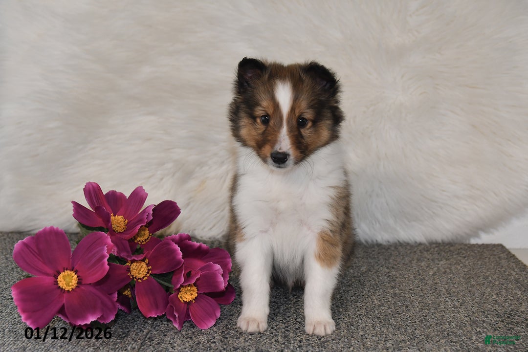 Shetland Sheepdog dogs for sale: Miles - Ad 3