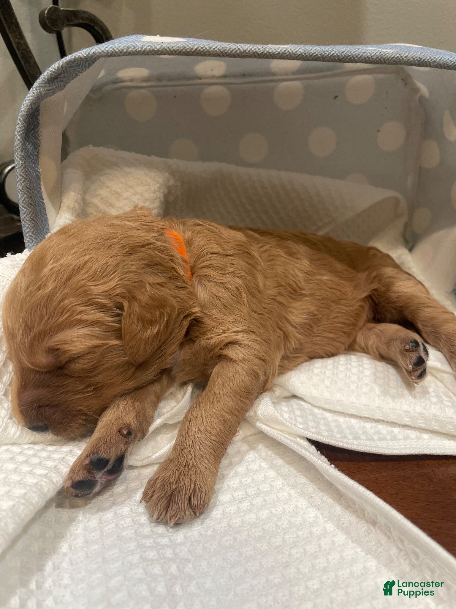 Goldendoodle dogs Goldendoodle 4 - Ad 27