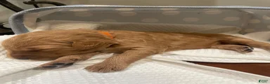Goldendoodle 4
