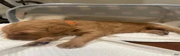 Goldendoodle dogs for sale: Goldendoodle 4 - Ad 1