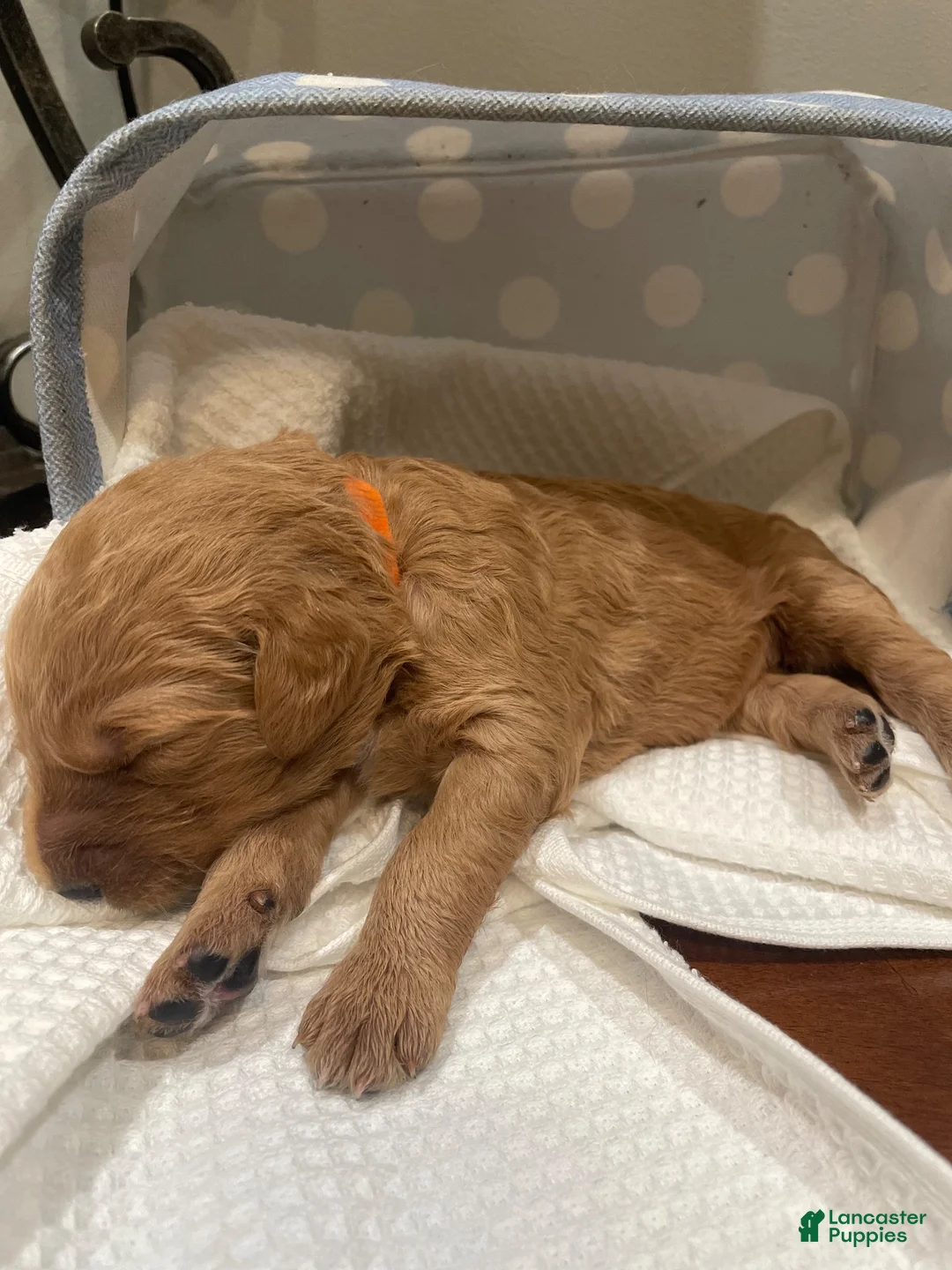 Goldendoodle dogs for sale: Goldendoodle 4 - Ad 1