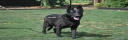 German Shepherd dogs for sale: Maddie - Ad 4