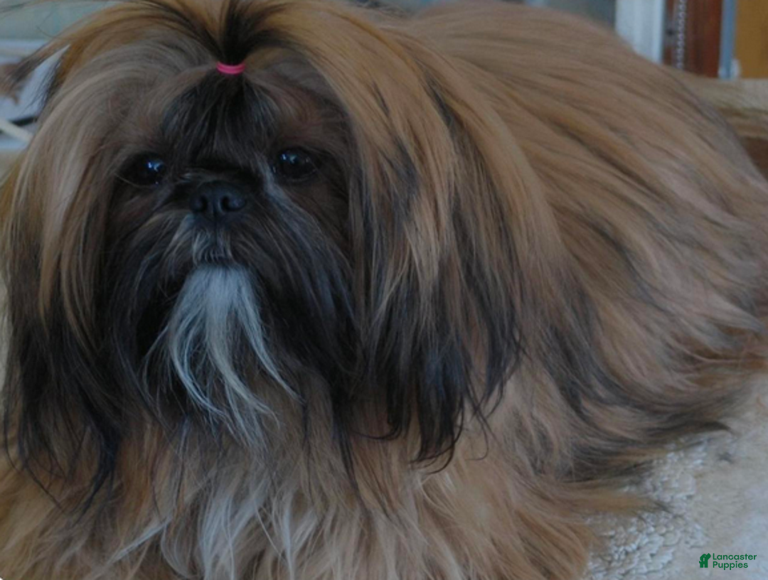 Shih Tzu dogs for sale: AKC Woody - Ad 7