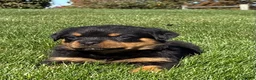 Rottweiler dogs for sale: Rosie - Ad 2