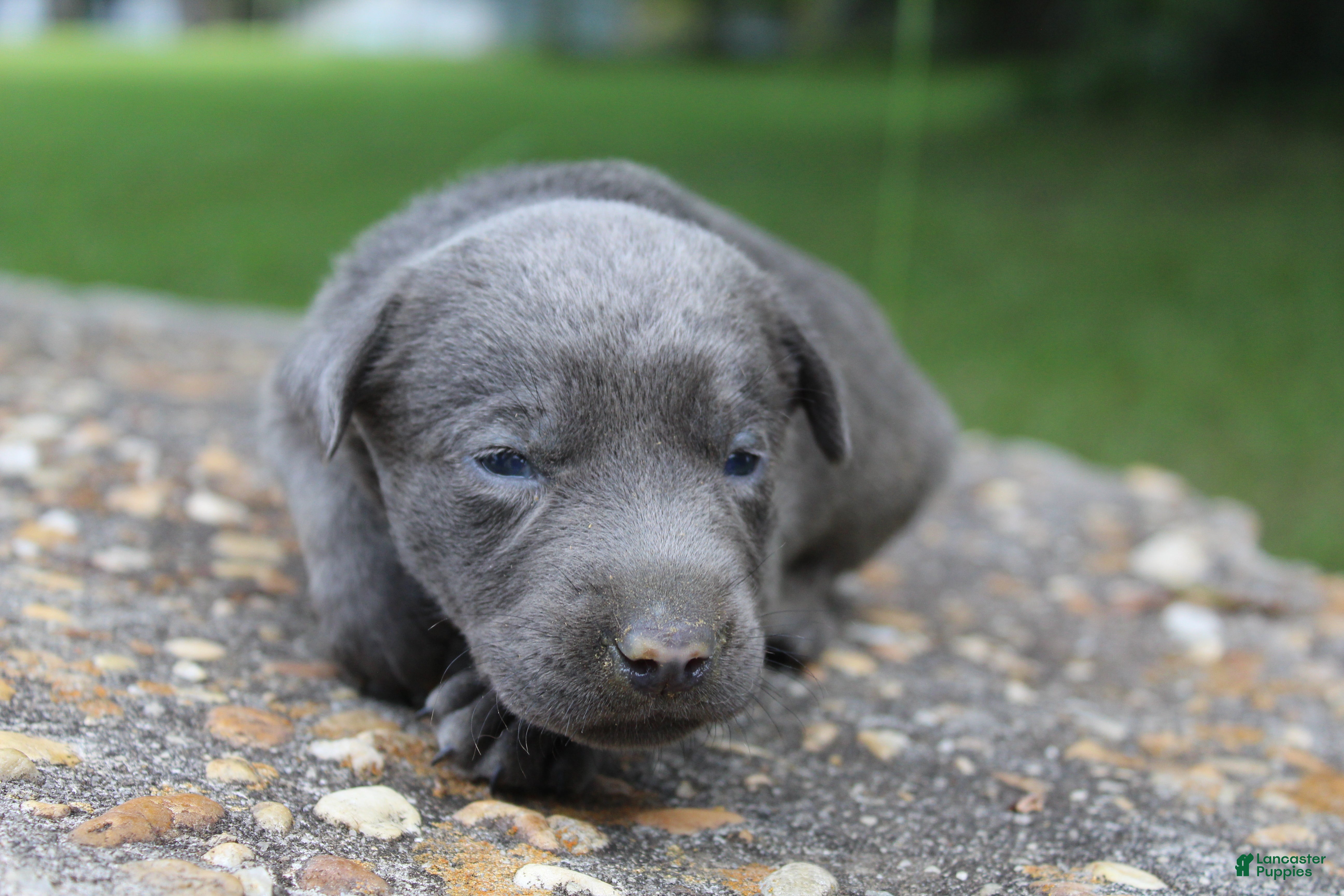 Labrador Retriever dogs Axel - Ad 1