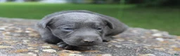 Labrador Retriever dogs for sale: Axel - Ad 1
