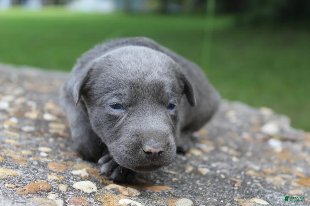 Labrador Retriever dogs for sale: Axel - Ad 1