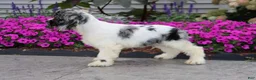 Cocker Spaniel dogs for sale: Apollo - Ad 3