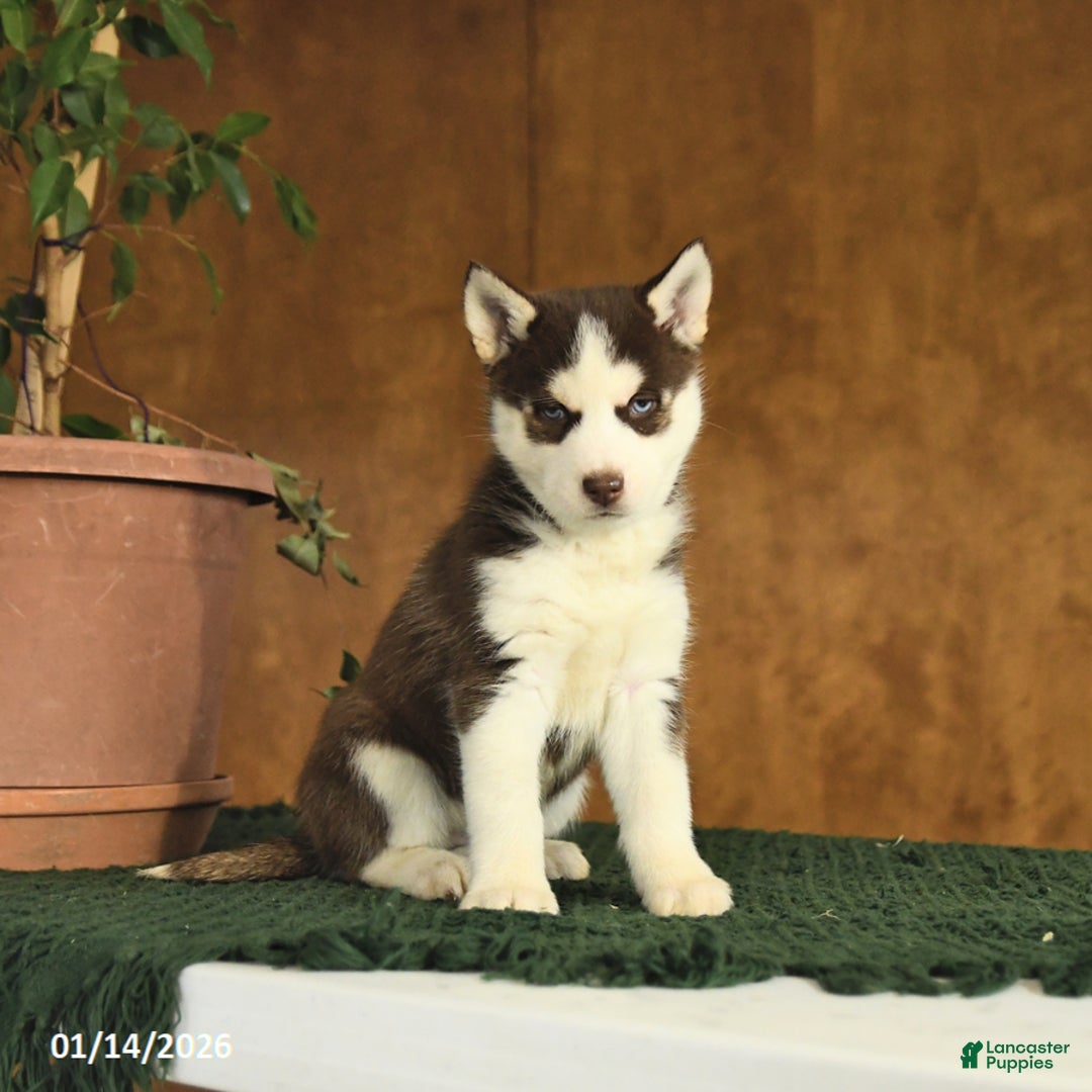 Siberian Husky dogs for sale: Bella   - Ad 3