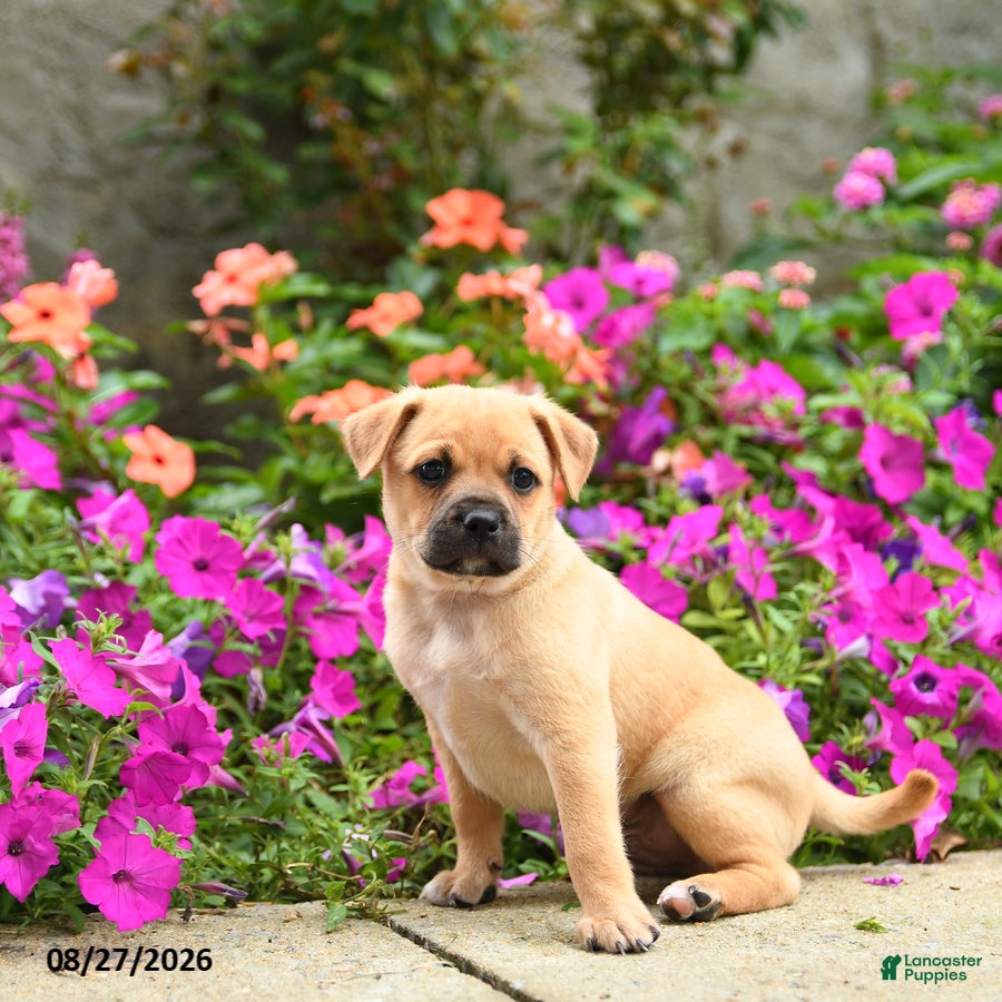 Mixed Breed dogs Titus - Ad 2