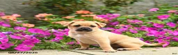 Mixed Breed dogs for sale: Titus - Ad 2