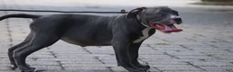 American Bully dogs for sale: Venus - Ad 20
