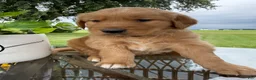 Golden Retriever dogs for sale: Bones - Ad 9