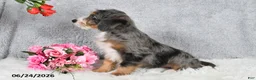 Mini Bernedoodle dogs for sale: Winston - Ad 3