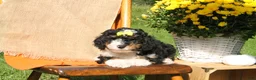 Mini Bernedoodle dogs for sale: Harvest - Ad 2